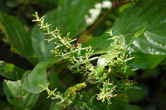 Ammannia multiflora